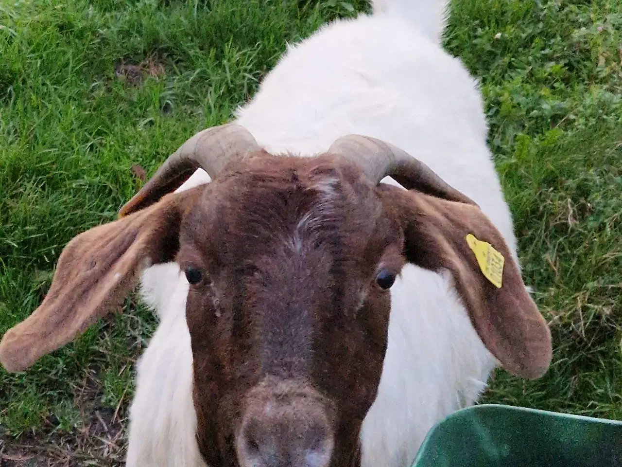 Billede 3 - Boer ged - gratis
