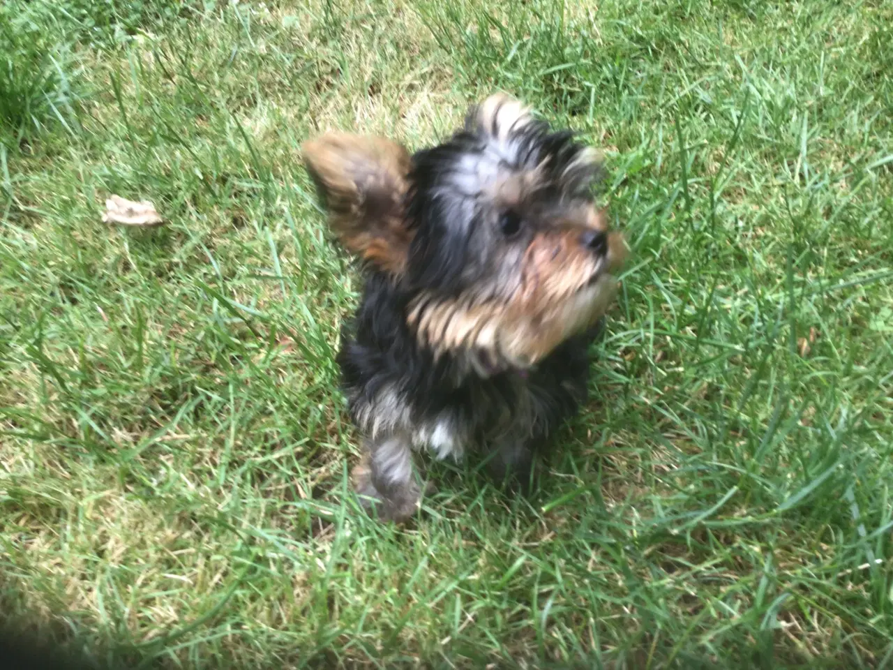 Billede 4 - Yorkshire terrier dreng til salg