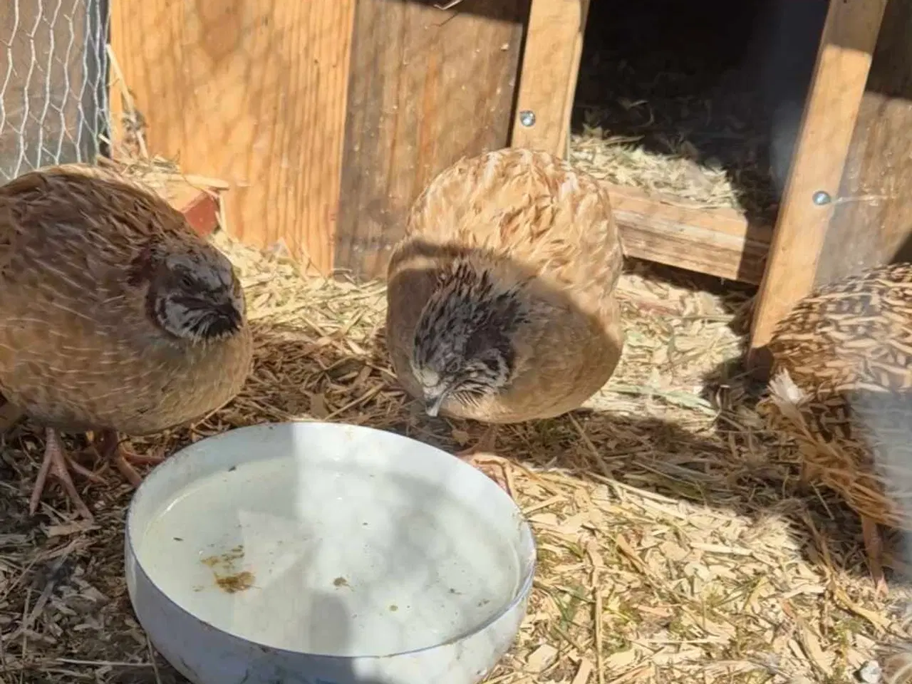 Billede 2 - 3 x jumbo vagtler til 100 kr. 