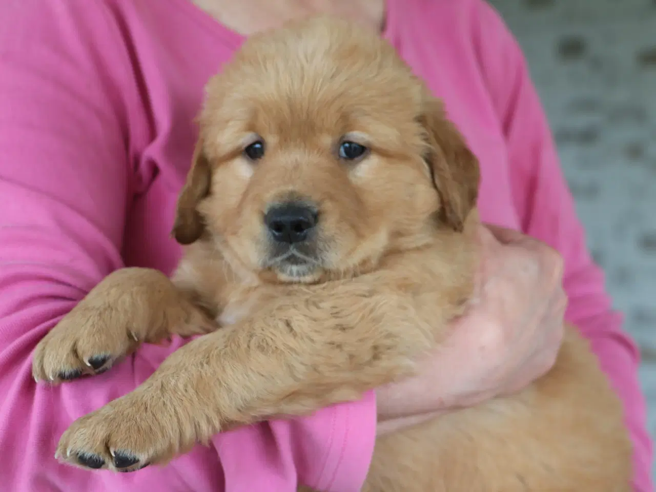 Billede 1 - Verdens smukkeste Golden Retriever hvalpe