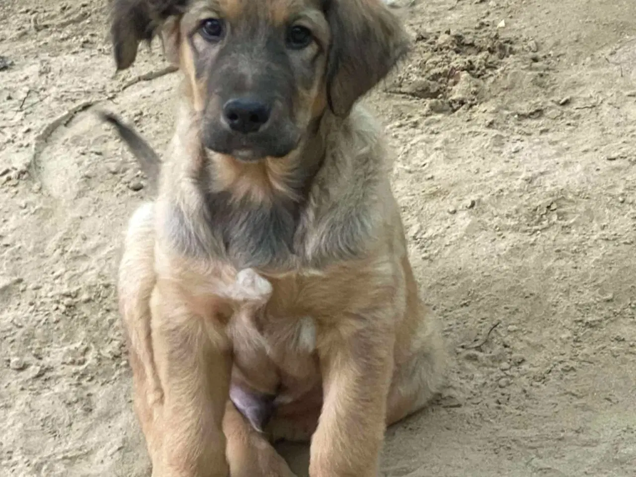 Billede 3 - Hund (blanding/gadehund)