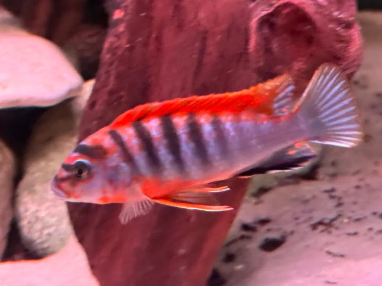 Billede 4 - Labidochromis sp. Red top hongi malawi cichlider  