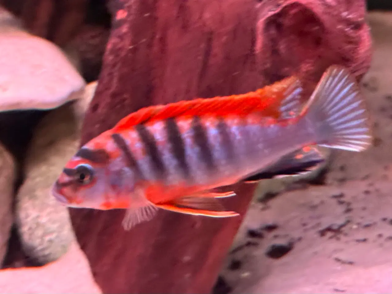 Billede 4 - Labidochromis sp. Red top hongi malawi cichlider.