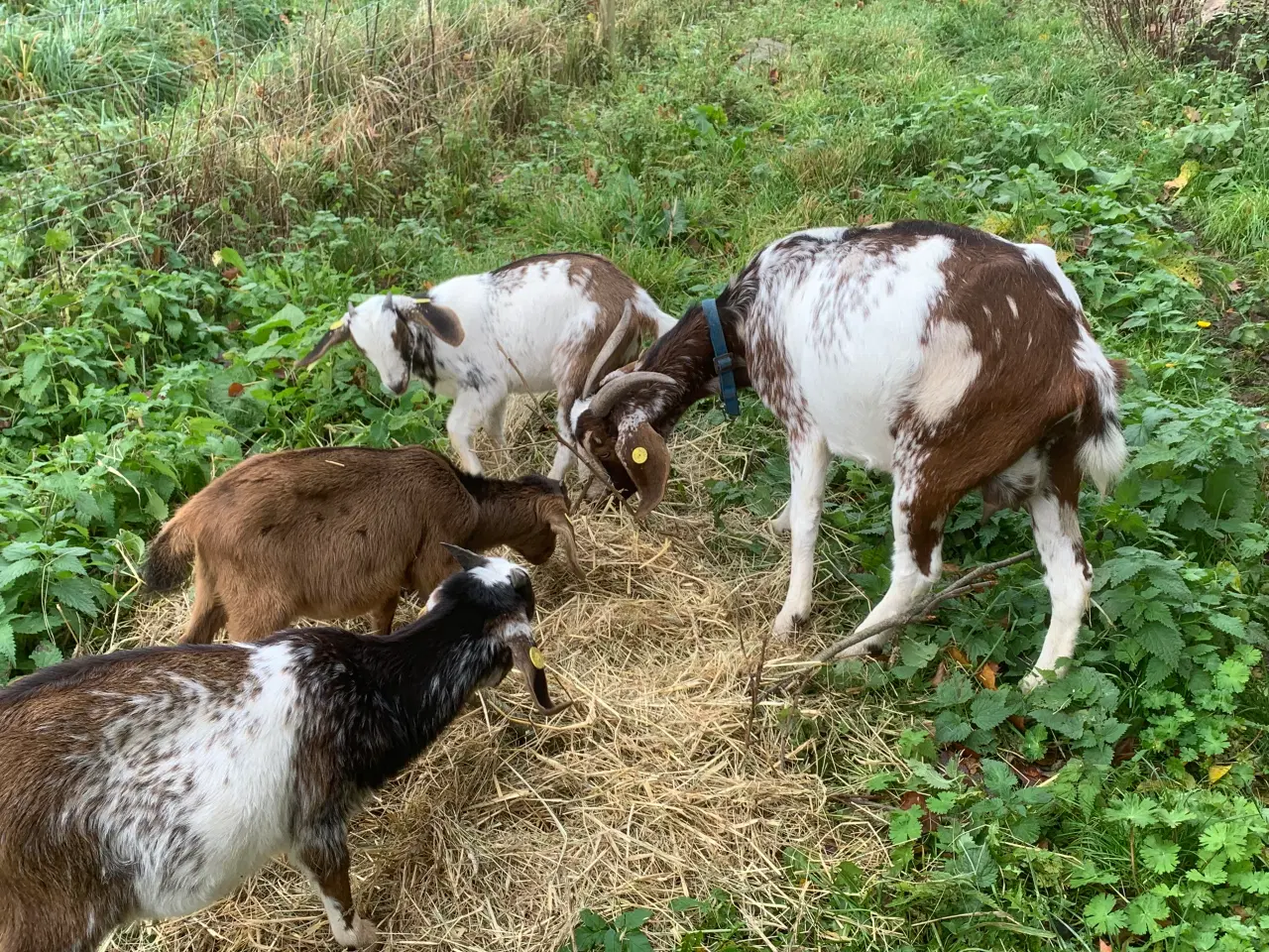 Billede 6 - Overvejer du avl af nubiske geder?
