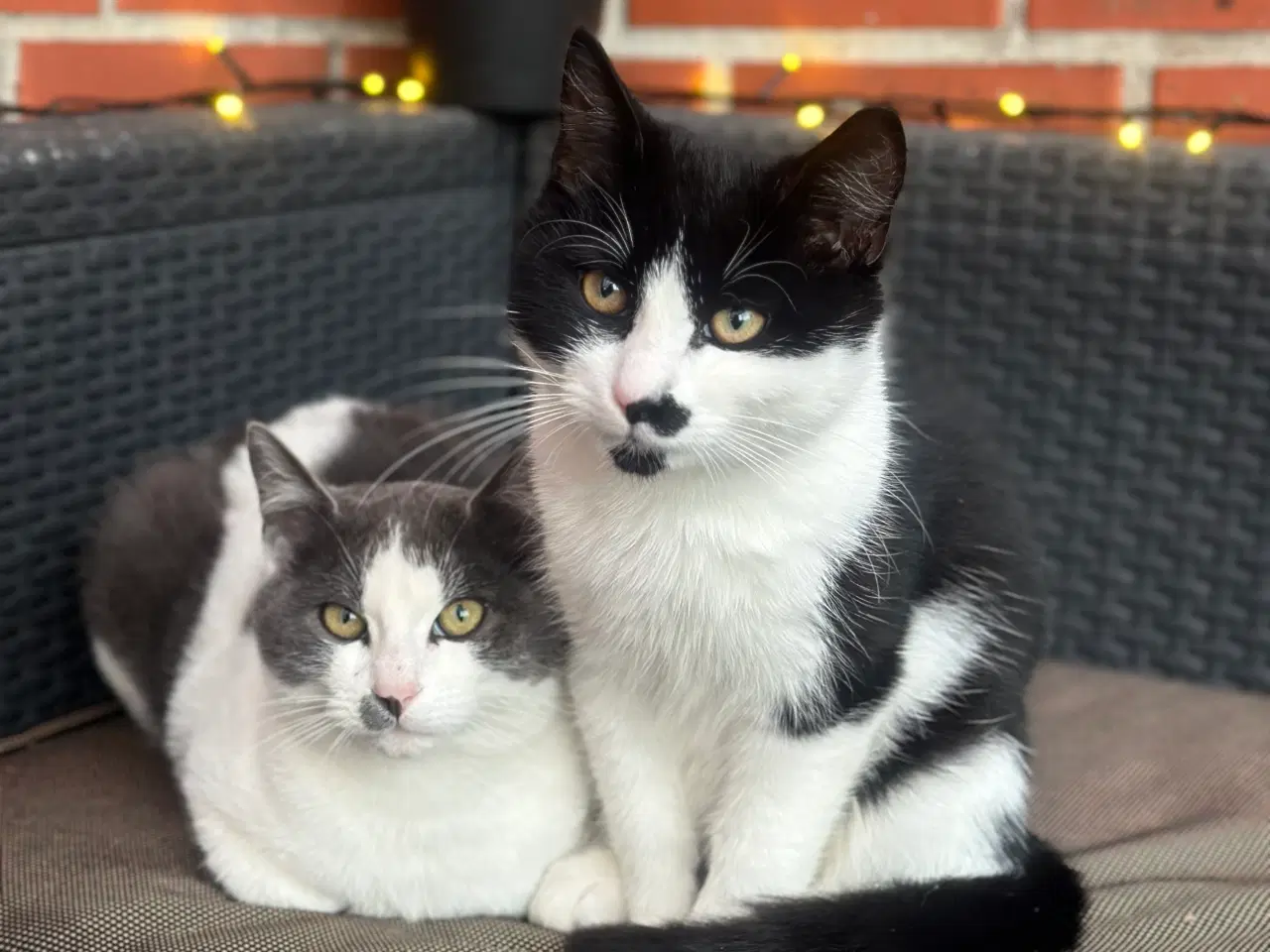 Billede 1 - Killinger