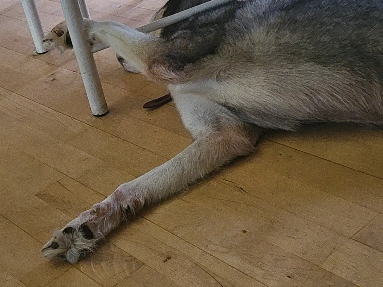 Billede 3 - Hund Husky