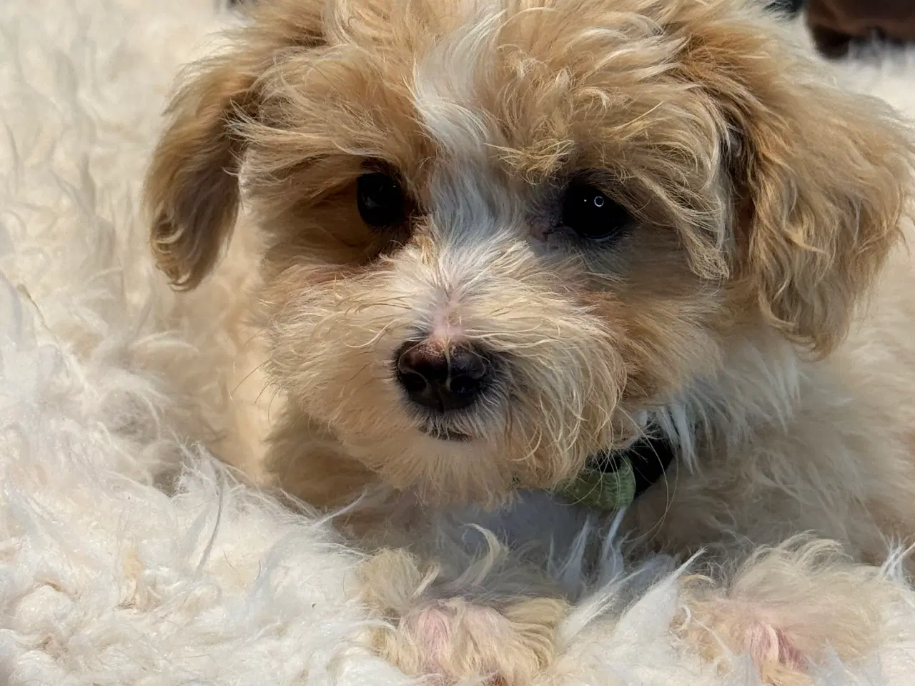 Billede 1 - Maltipoo  Rejseklar  ❤️🐾