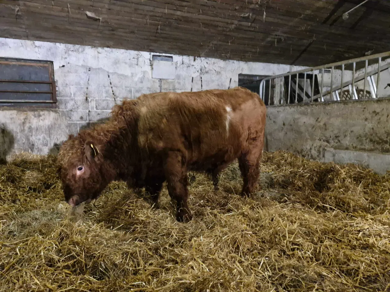 Billede 2 - Galloway tyrekalv sælges