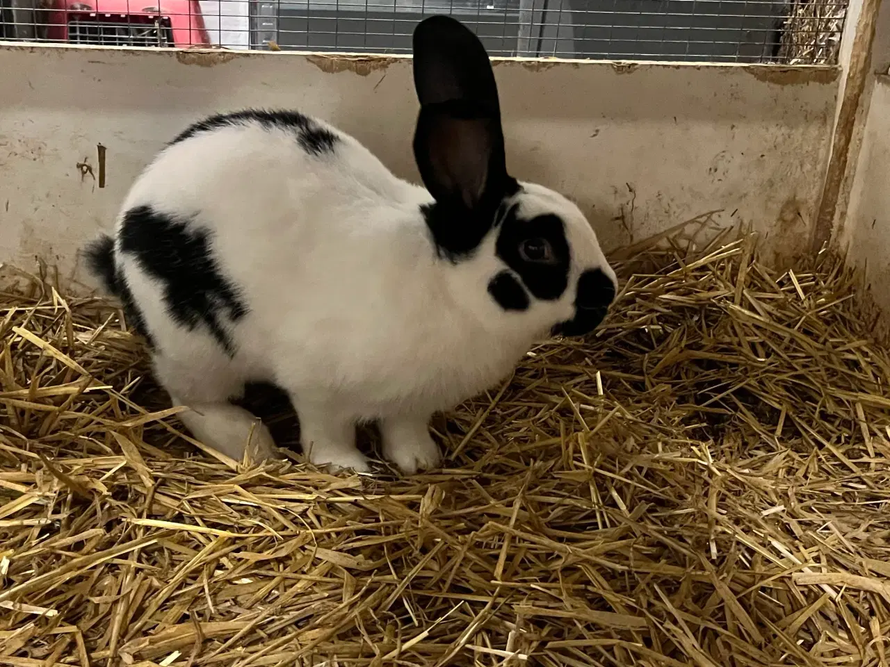 Billede 2 - Tysk kæmpe scheke