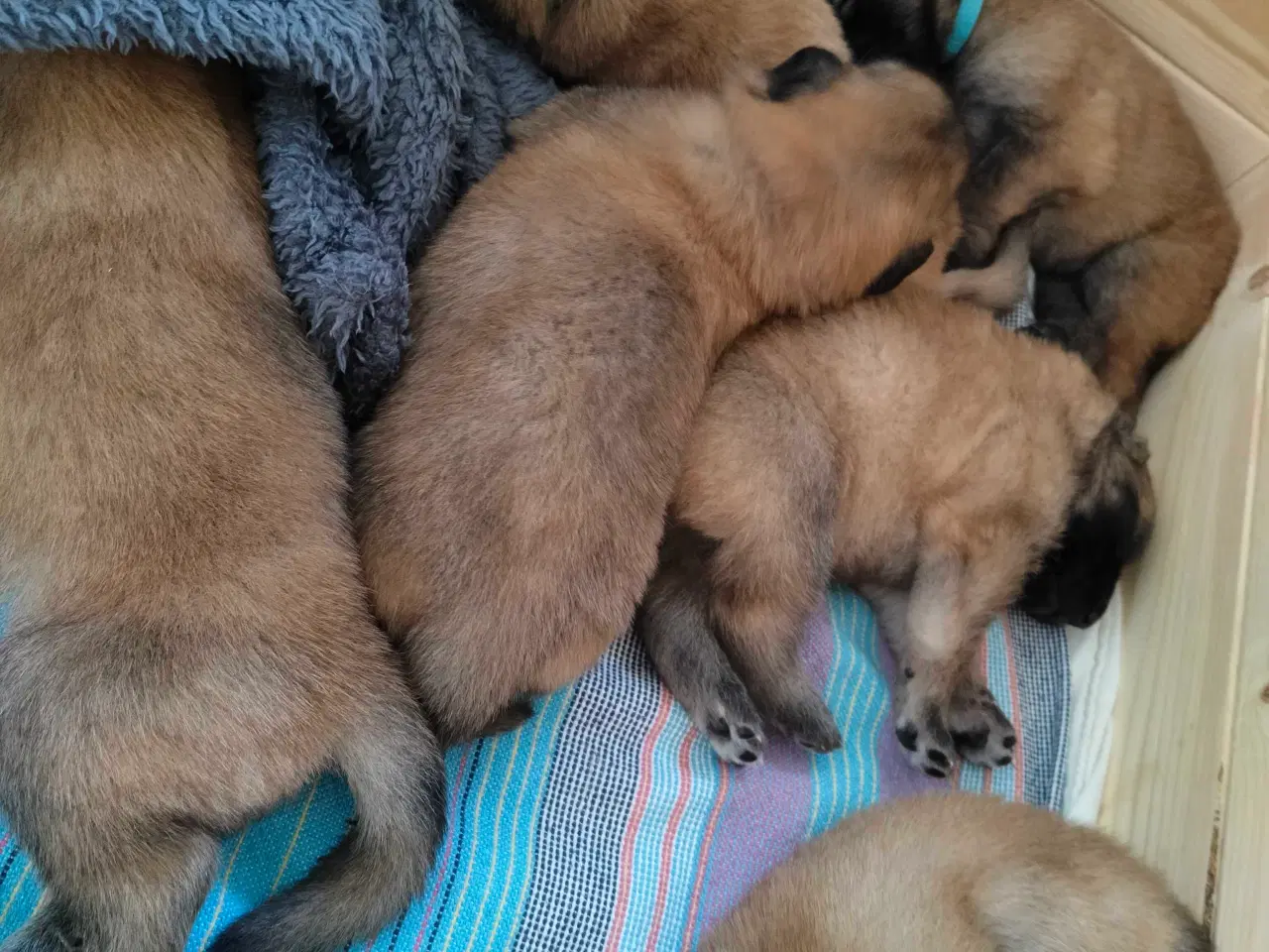 Billede 8 - Belgisk hyrdehund / Schweizisk hyrdehund Hvalpe
