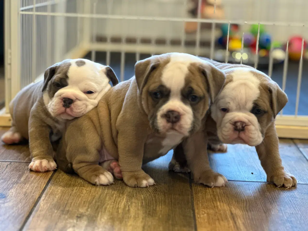 Billede 4 - Old English Bulldog 