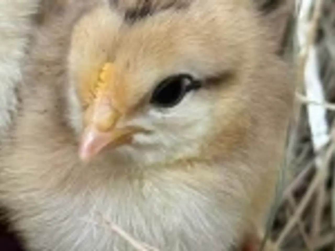 Billede 1 - Daggammel kyllinger til salg