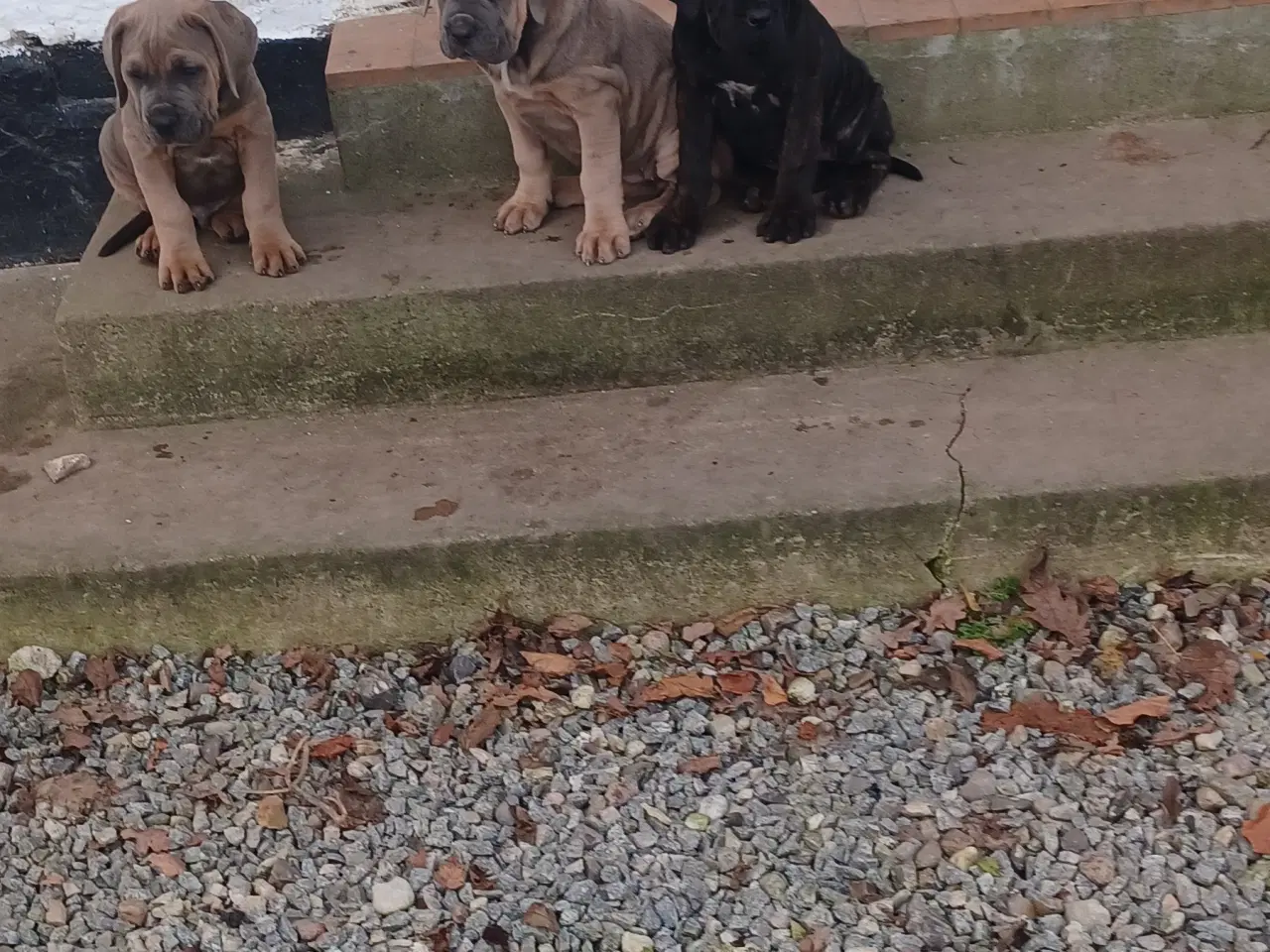 Billede 2 - Cane Corso Italiano hvalpe sælges 