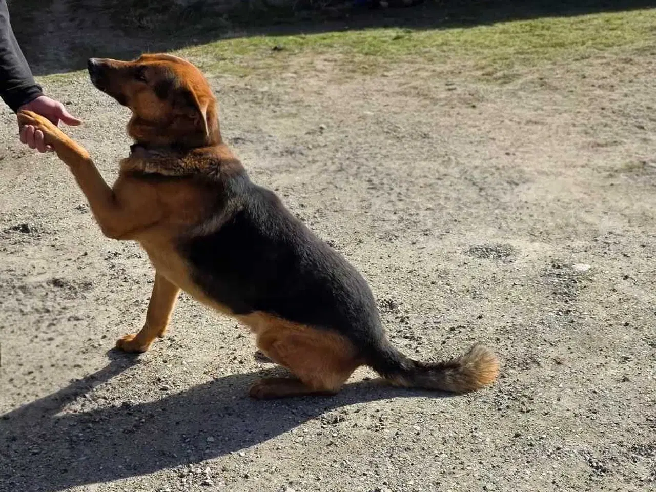 Billede 9 - Schæfer Hvalpe til salg