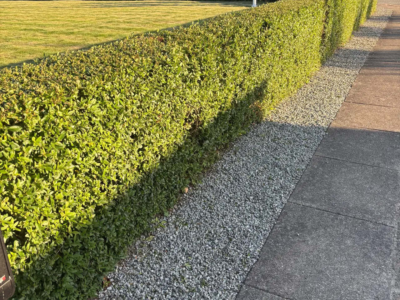 Billede 2 - 45 meter ligusterhæk 