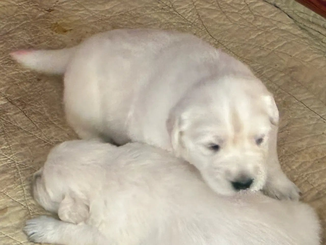 Billede 2 - Golden Shephard hvalpe venteliste