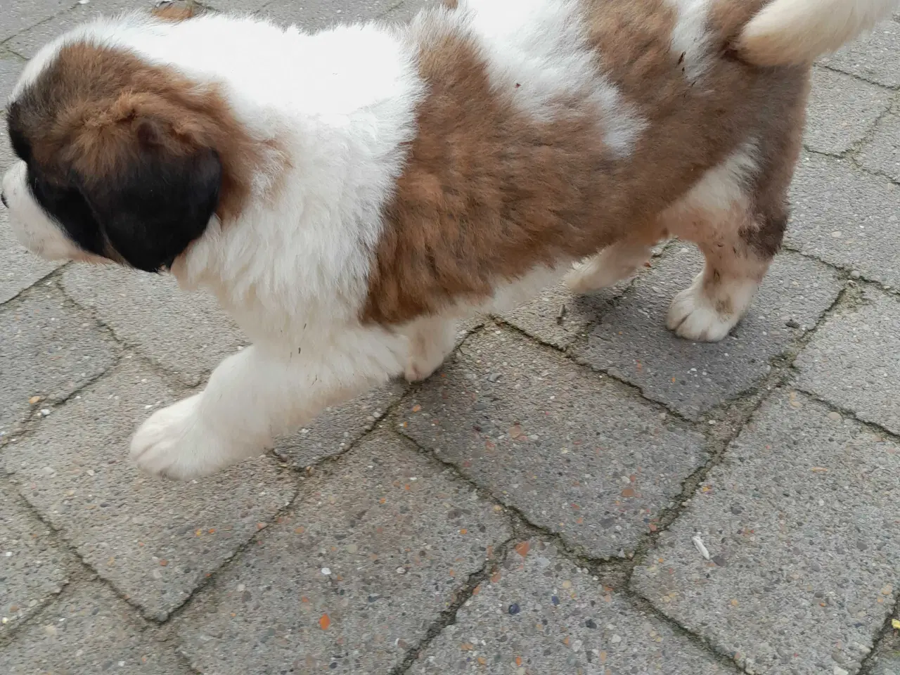 Billede 4 - Hundehvalpe 