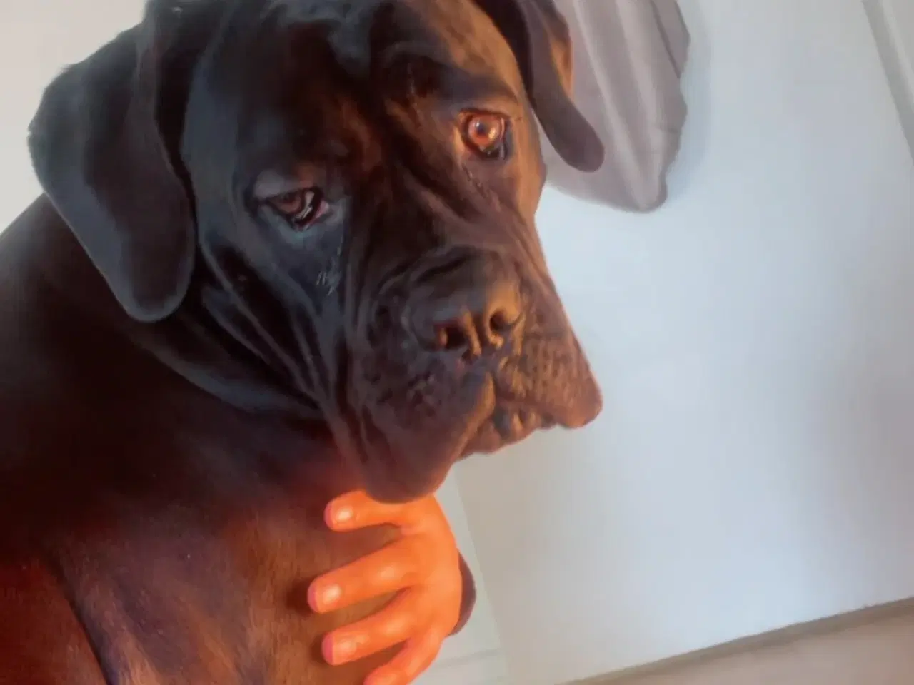 Billede 3 - Canecorso tæve 8 måneder 