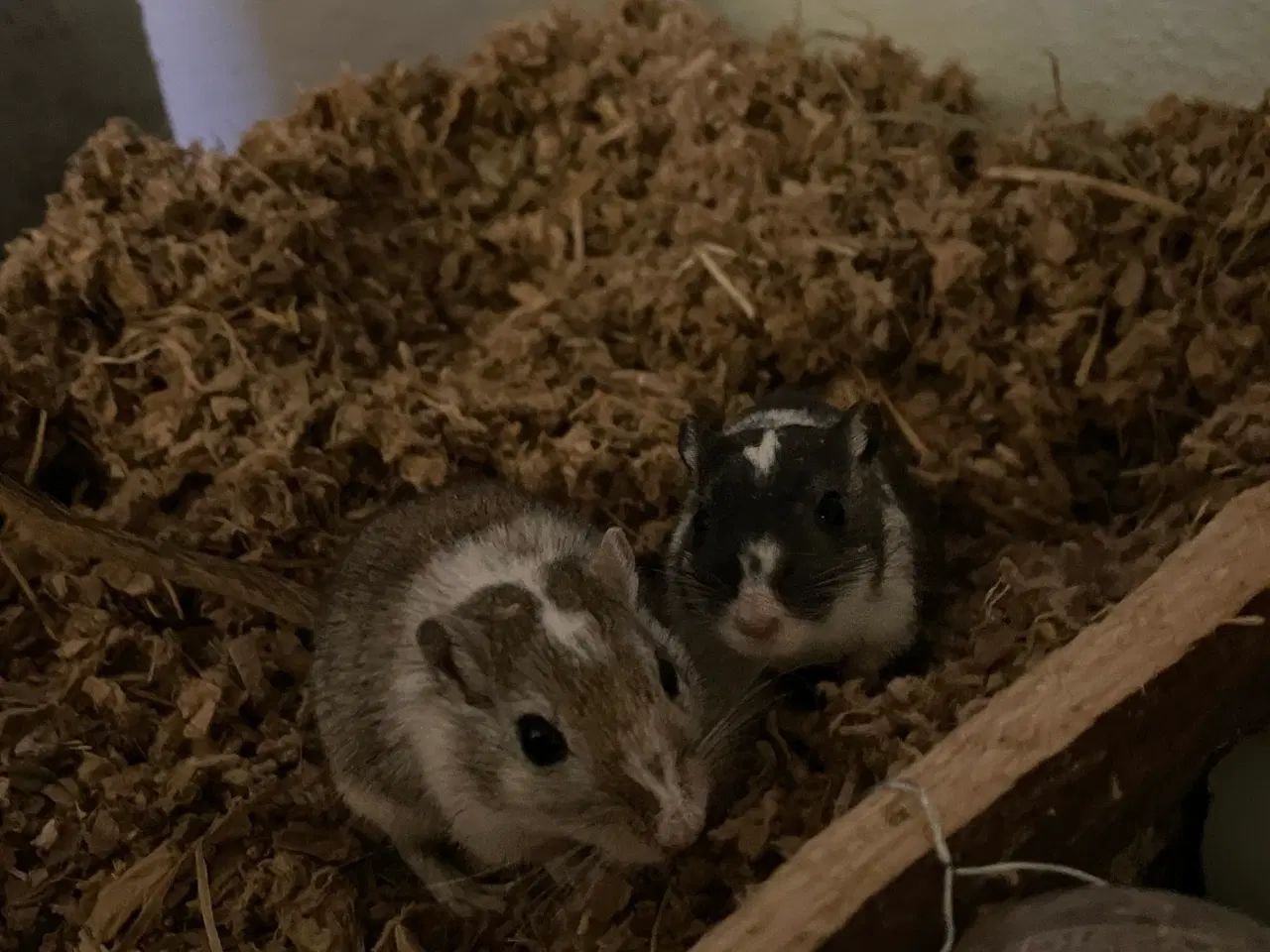 Billede 1 - Ørkenrotter piger 