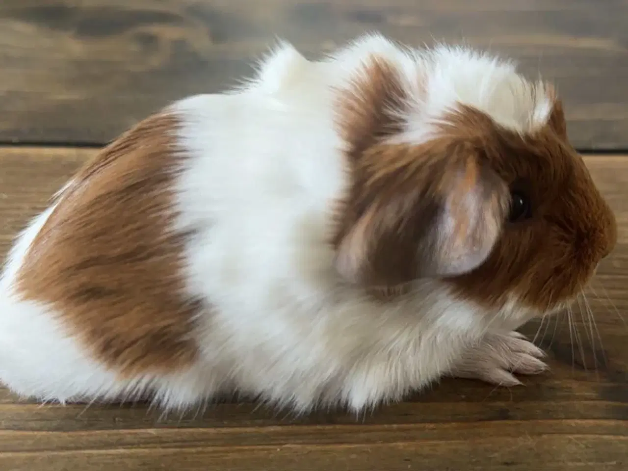 Billede 2 - Marsvin hun med stamtavle fra dmf