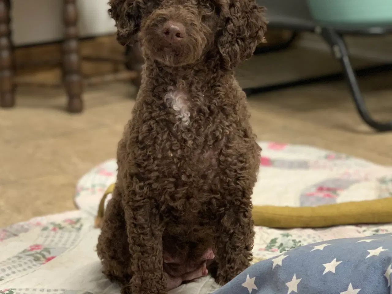 Billede 3 - Mini cavapoo babyer F1