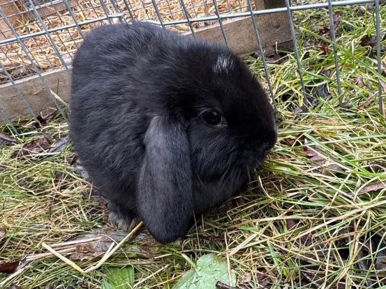 Billede 16 - Han Dværgvædder unger sælges - klar nu 