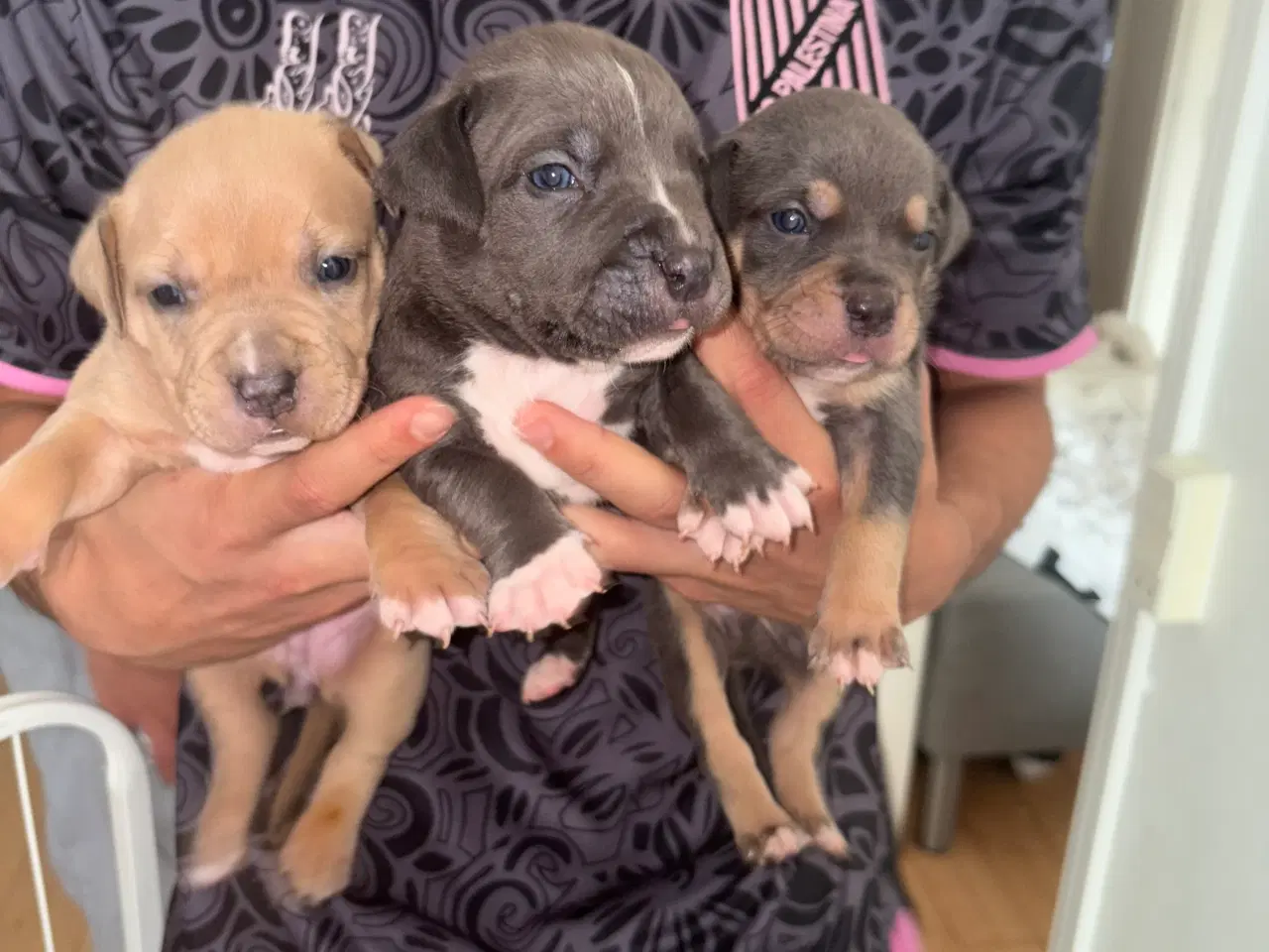 Billede 2 - American bully hvalpe 🐶 