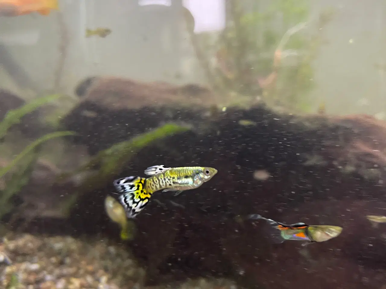 Billede 1 - Guppy yngel og voksne fisk