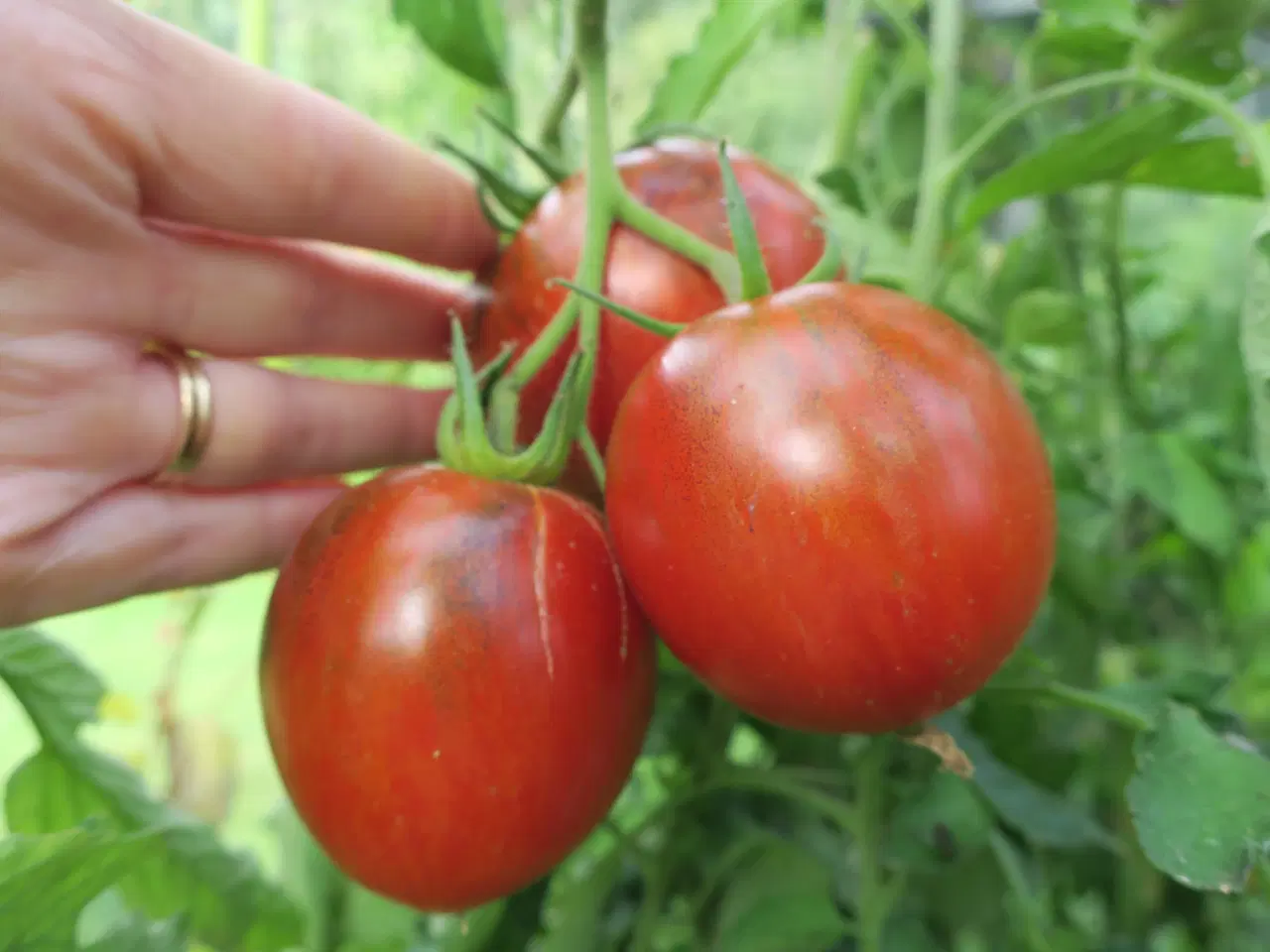 Billede 4 - Tomatfrø