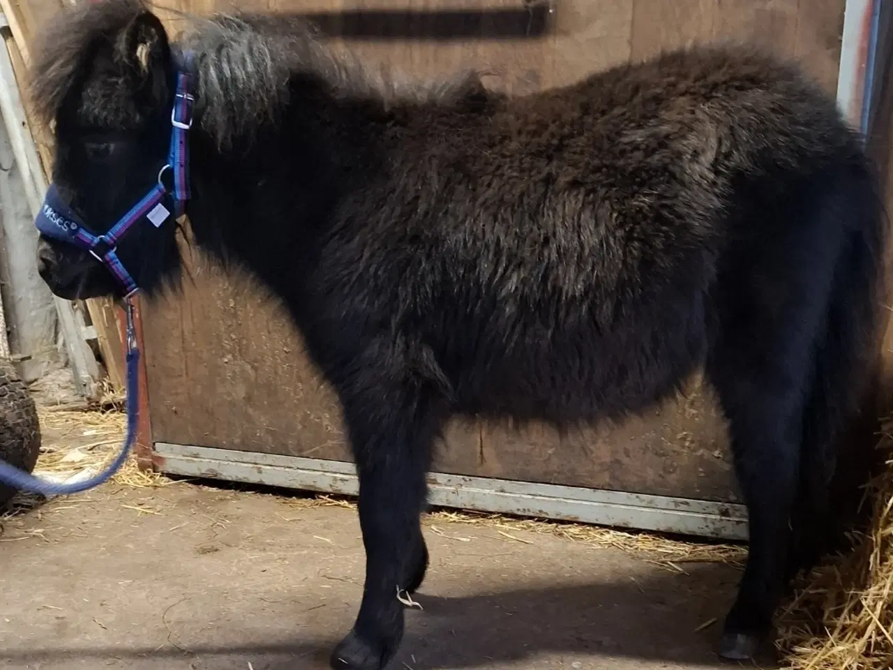 Billede 5 - Sødeste Miniature hoppeføl