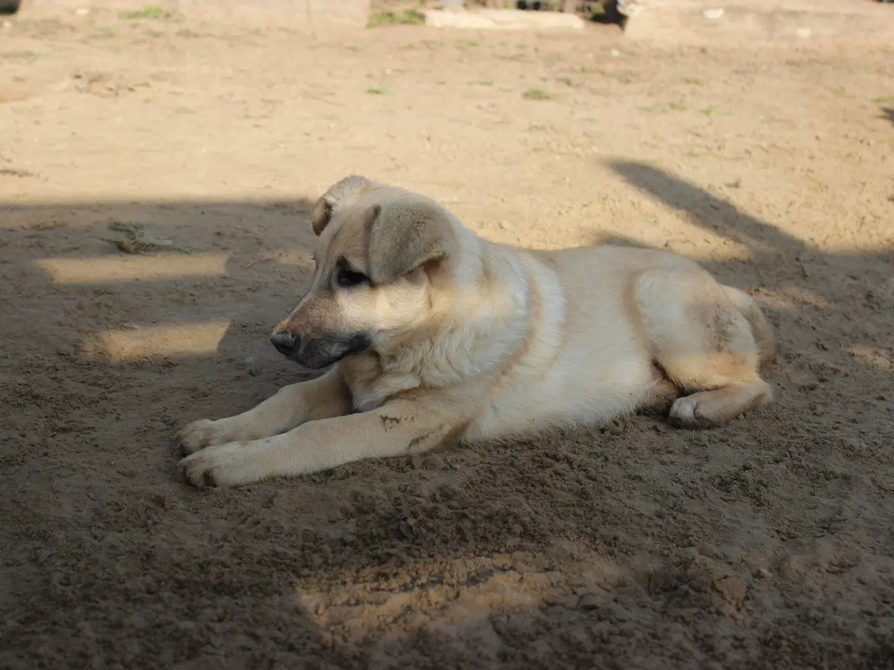 Billede 3 - Missy (blandingshund / gadehund)