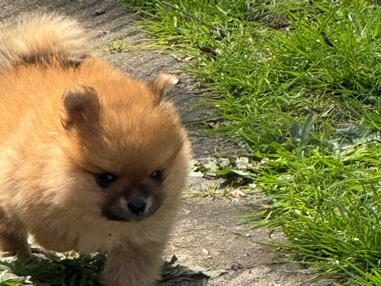 Billede 8 - Pomeranian hvalp