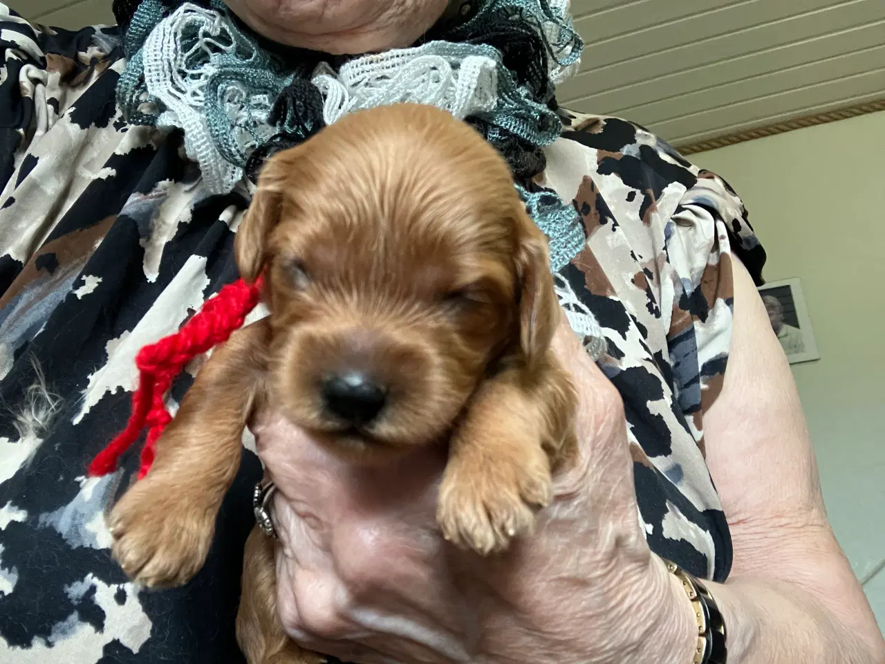 Billede 2 - Cavapoo f2 kennel malekits