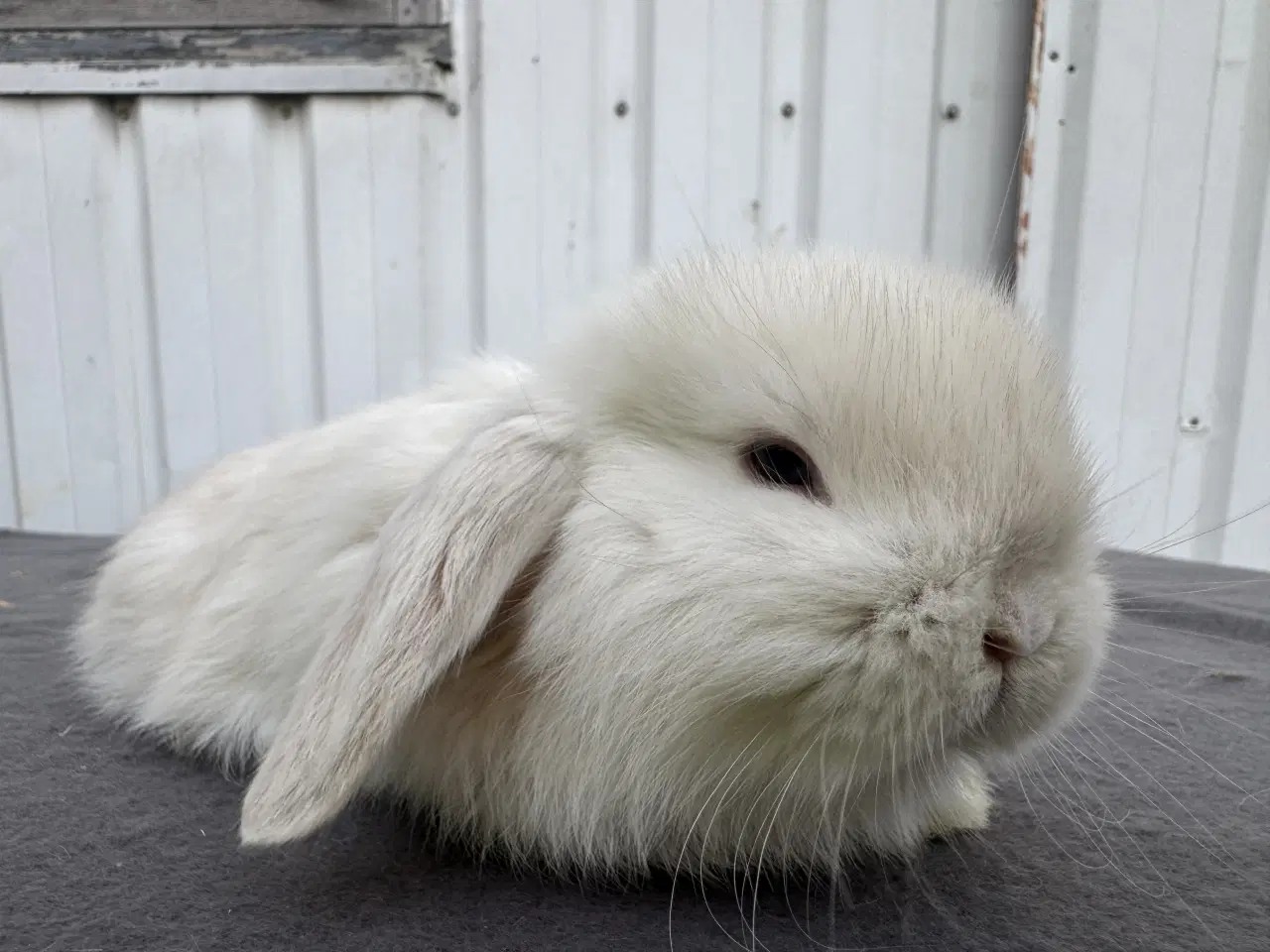 Billede 6 - Mini lop hunkanin