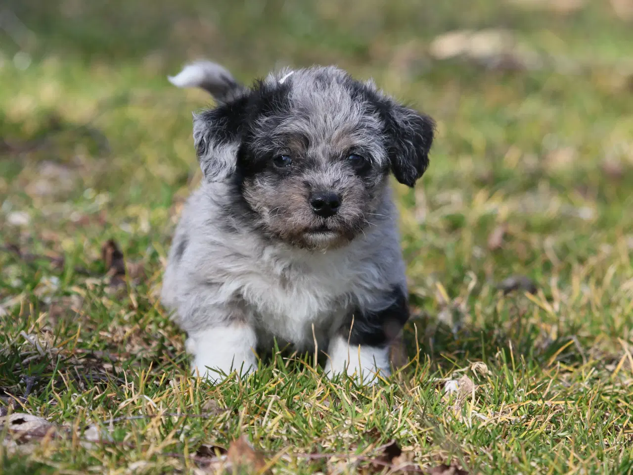Billede 3 - Bichon havanais