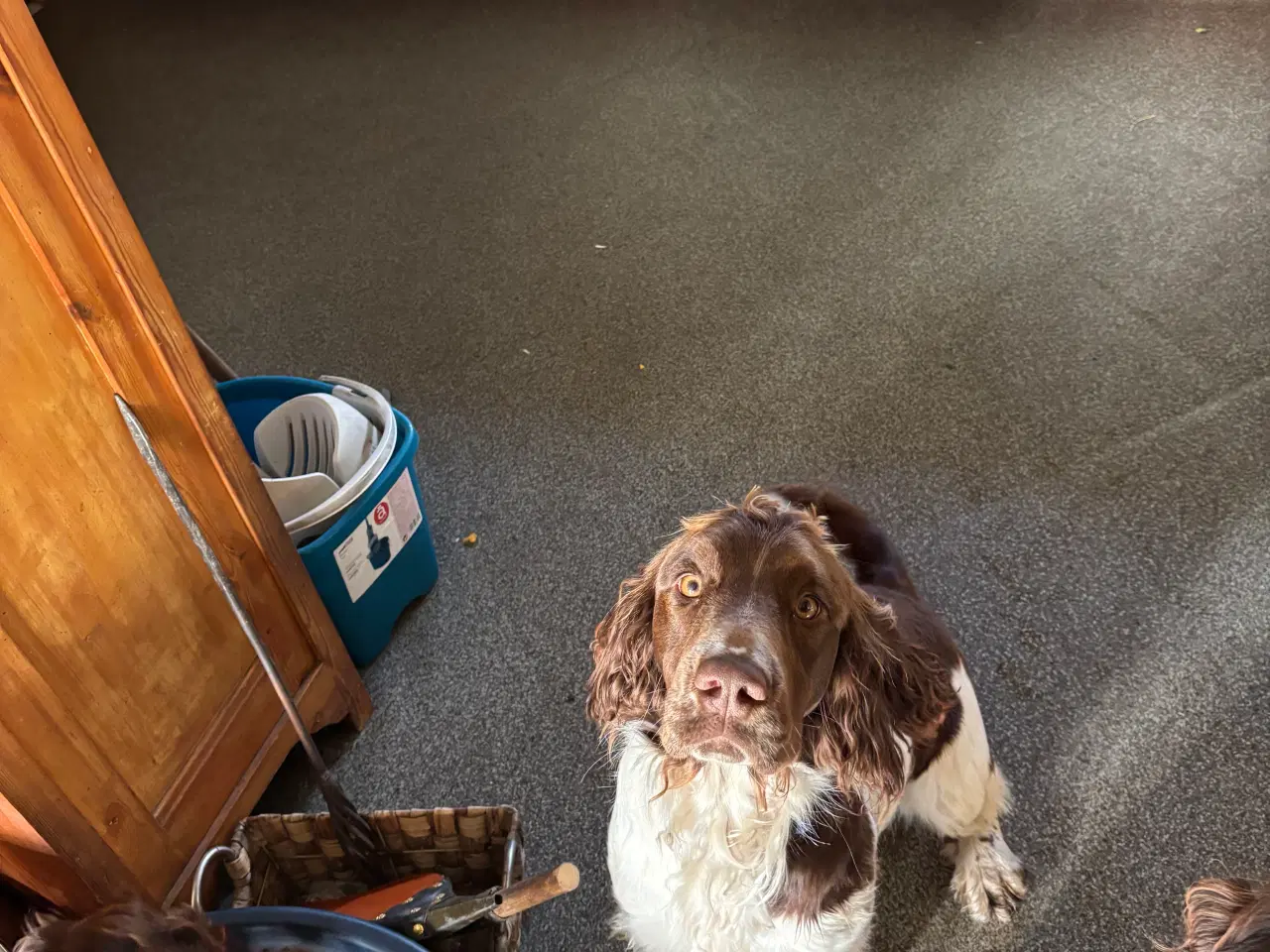 Billede 4 - Engelsk Springer Spaniels 