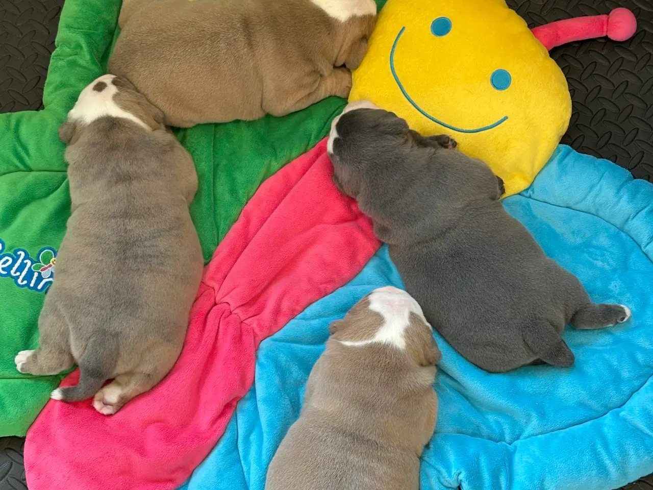 Billede 4 - Old english bulldog