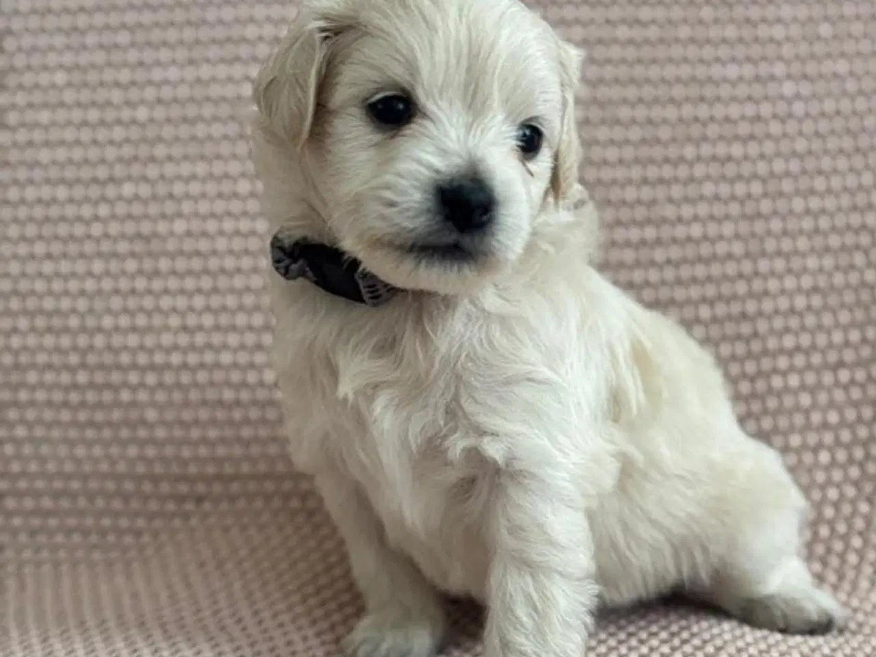 Billede 1 - Maltipoo Pomchi blanding