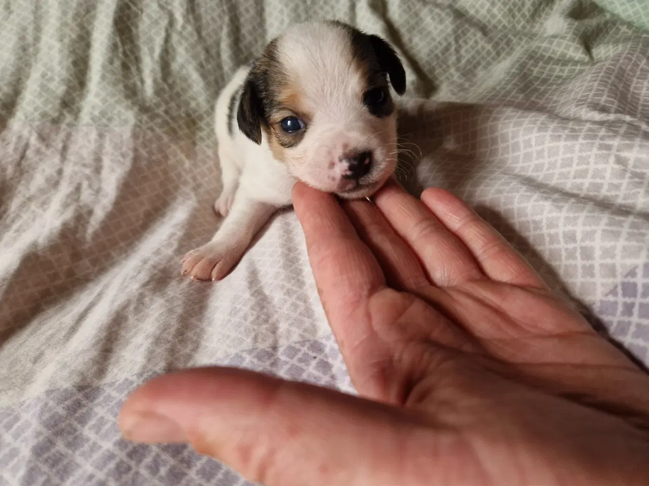 Billede 6 - Dansk svensk gårdhund jack russel