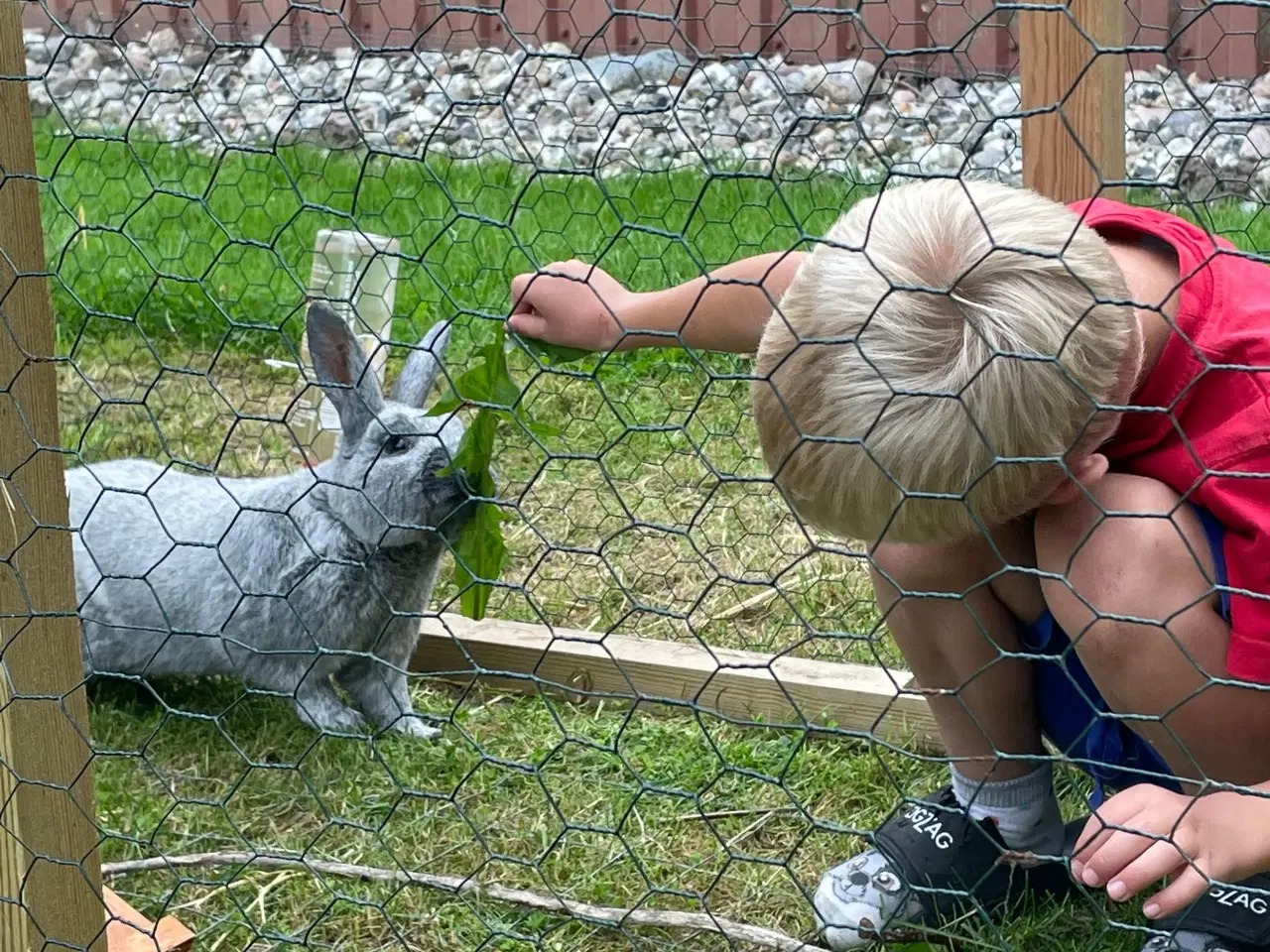 Billede 5 - Kaninbur og kanin 