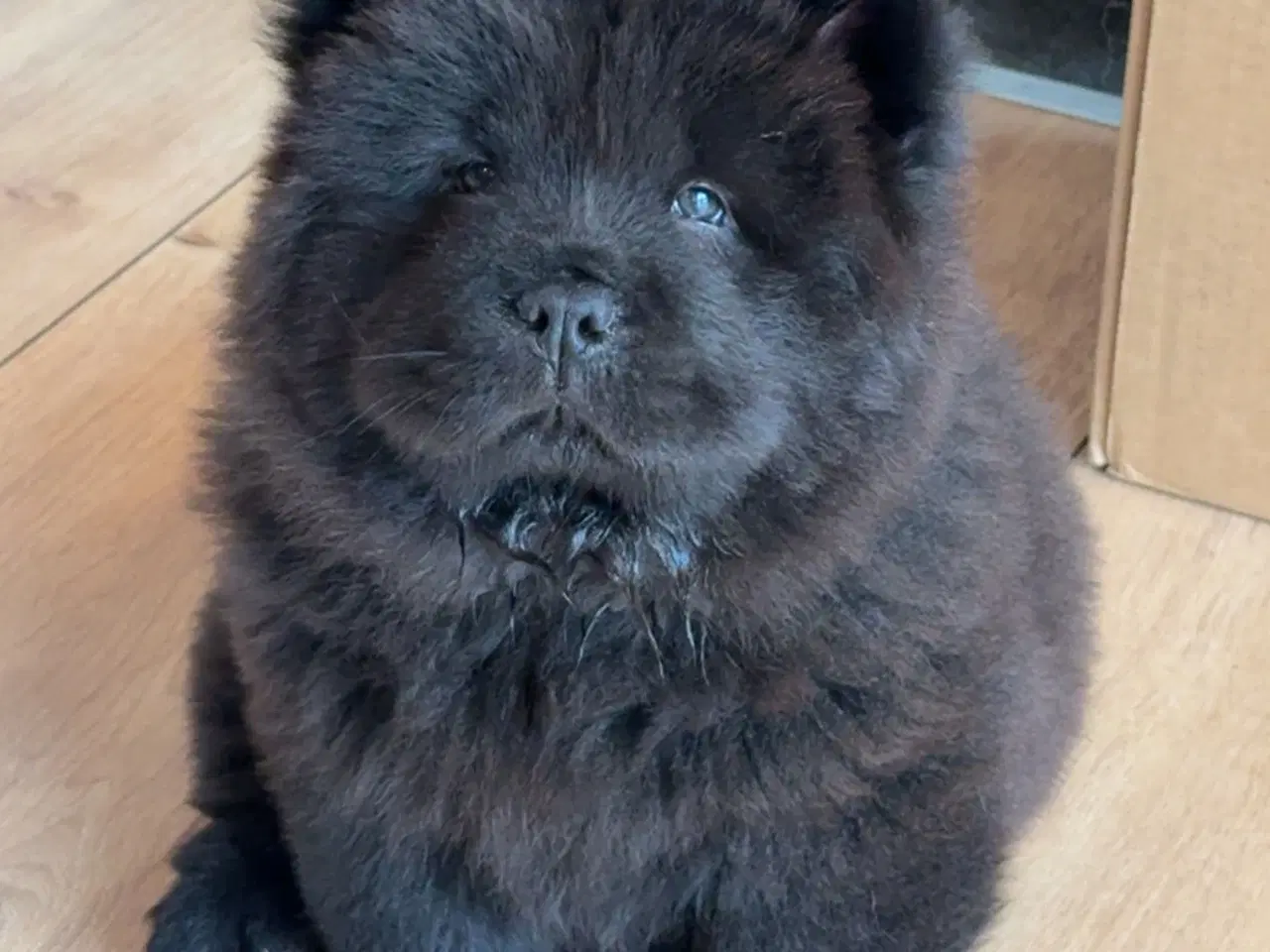Billede 1 - Chow Chow hvalpe