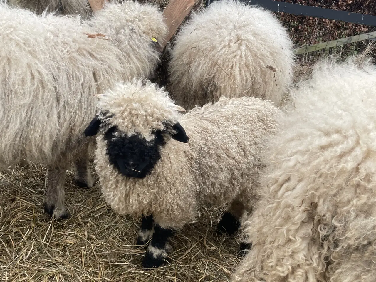 Billede 4 - Flot Valais Blacknose vædderlam 