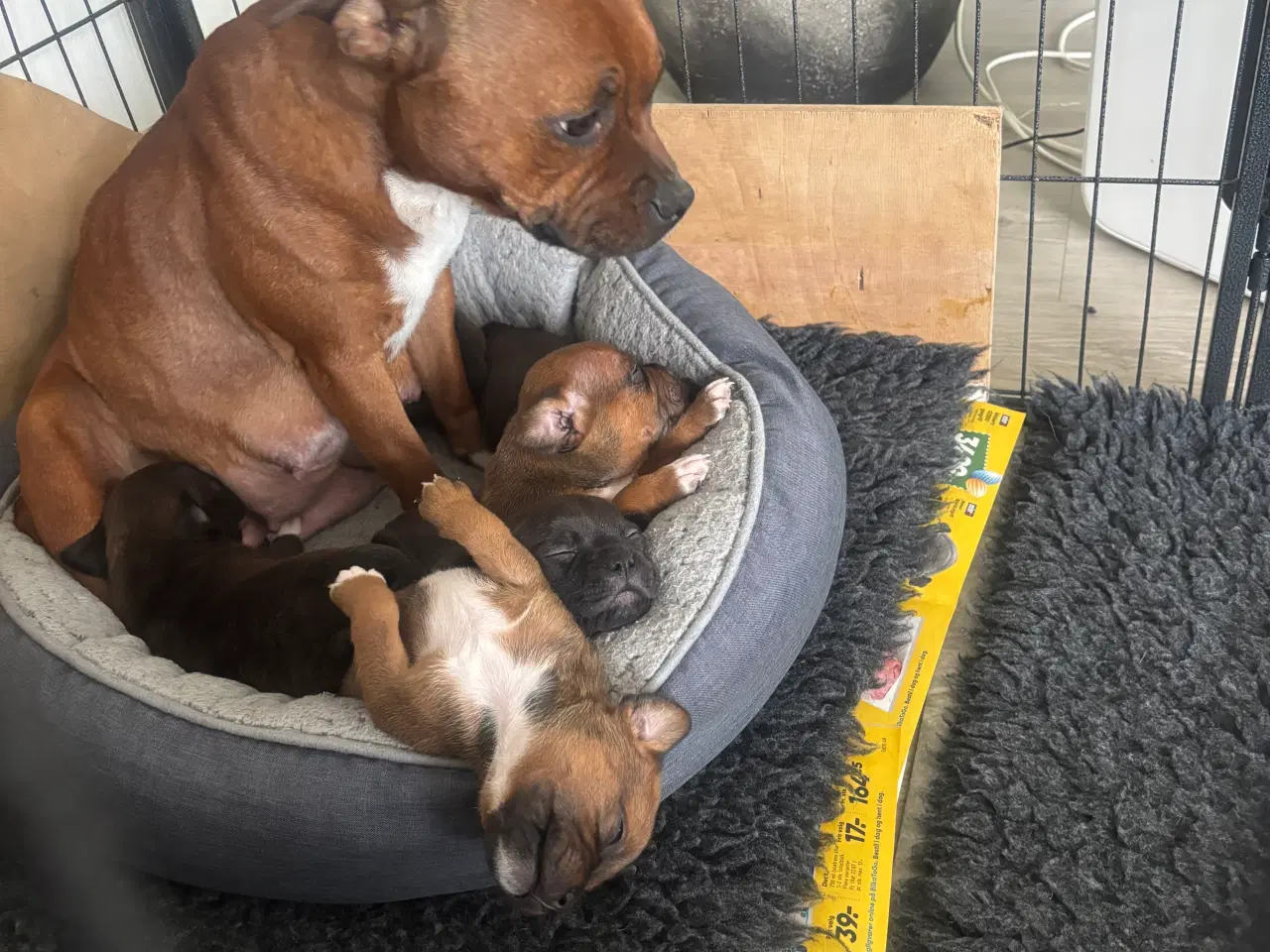 Billede 4 - Staffordshire bull terrier hvalpe