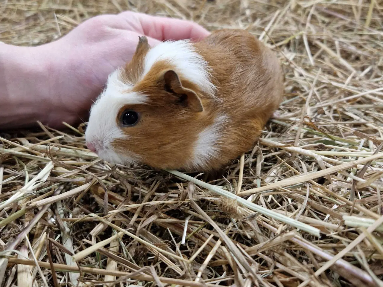 Billede 2 - Marsvin han unge
