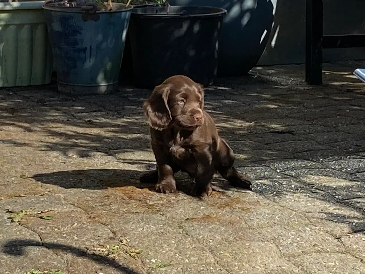 Billede 1 - Cockerspaniel hvalpe
