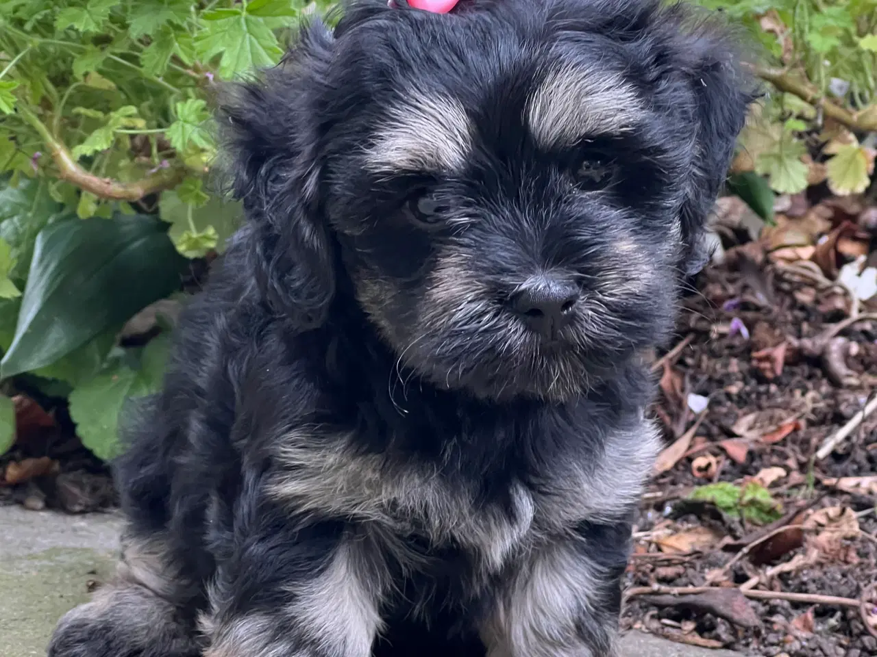 Billede 10 - 🐾Skønne familie hunde 🐾