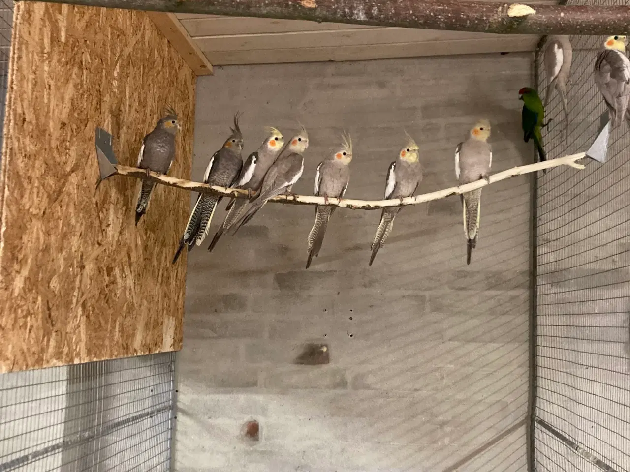 Billede 1 - Nymferparekitter grå 