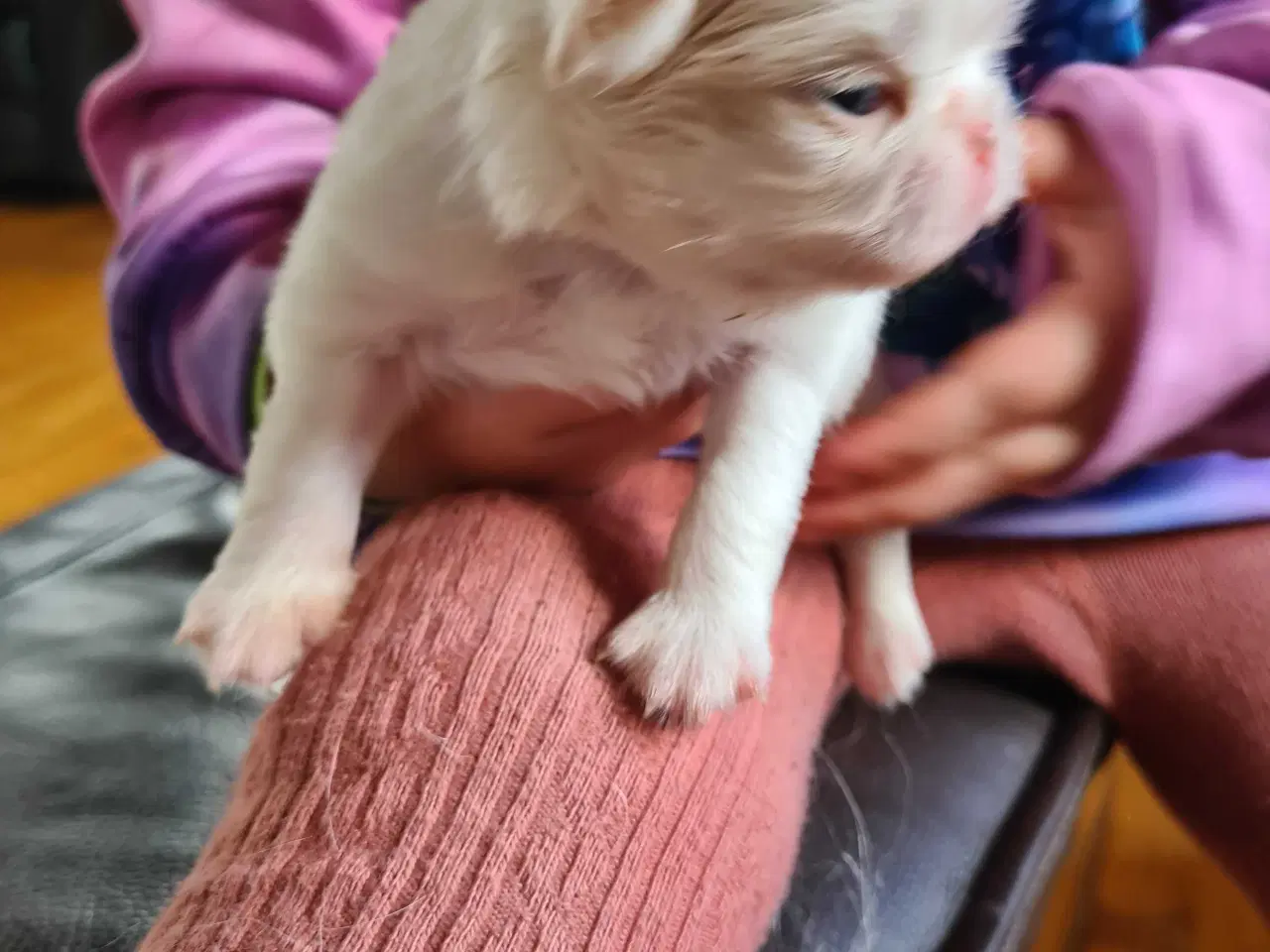 Billede 7 - Japanese chin hvalpe 
