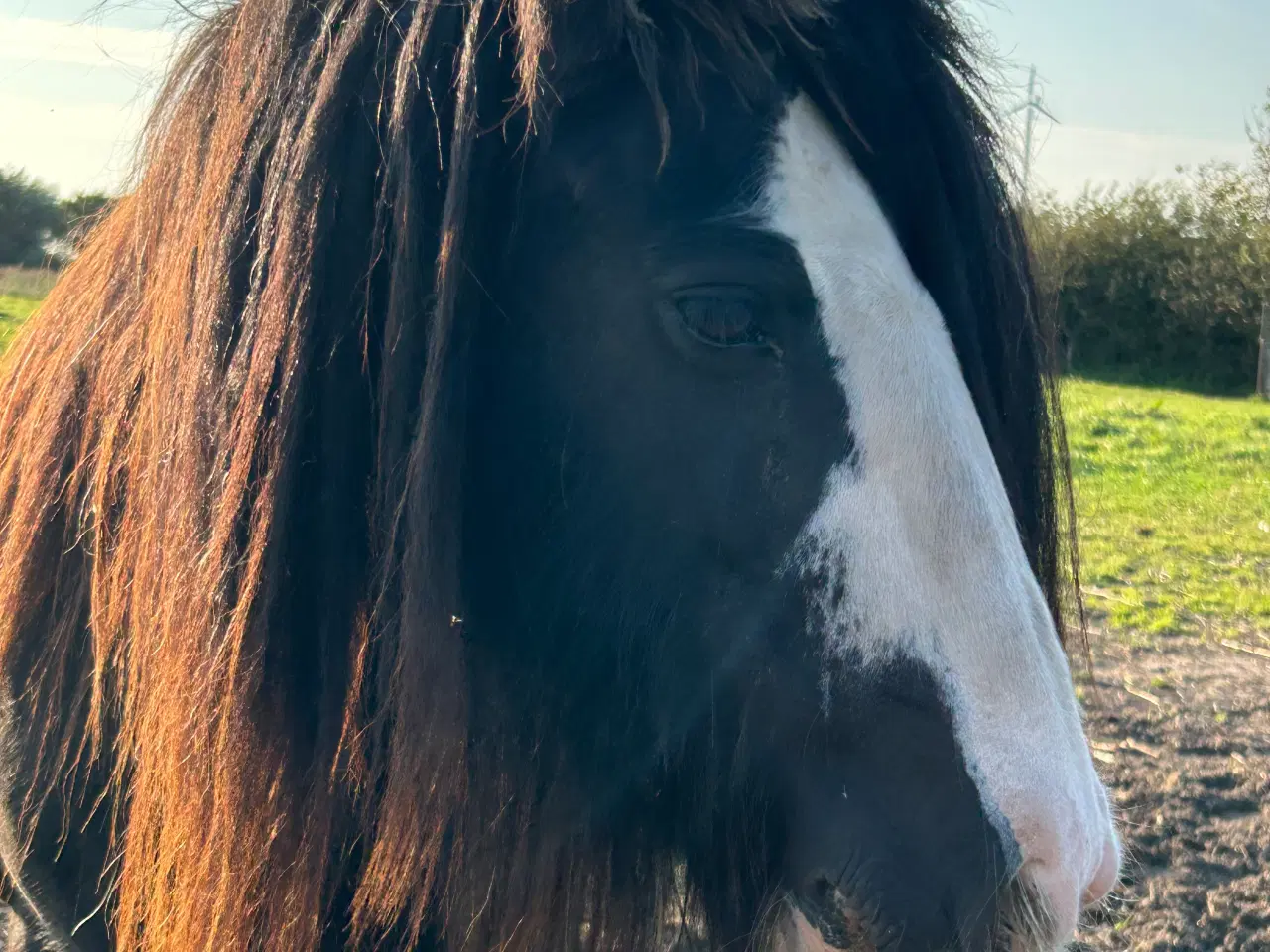 Billede 9 - Super skøn lille irish cob hoppe sælges 