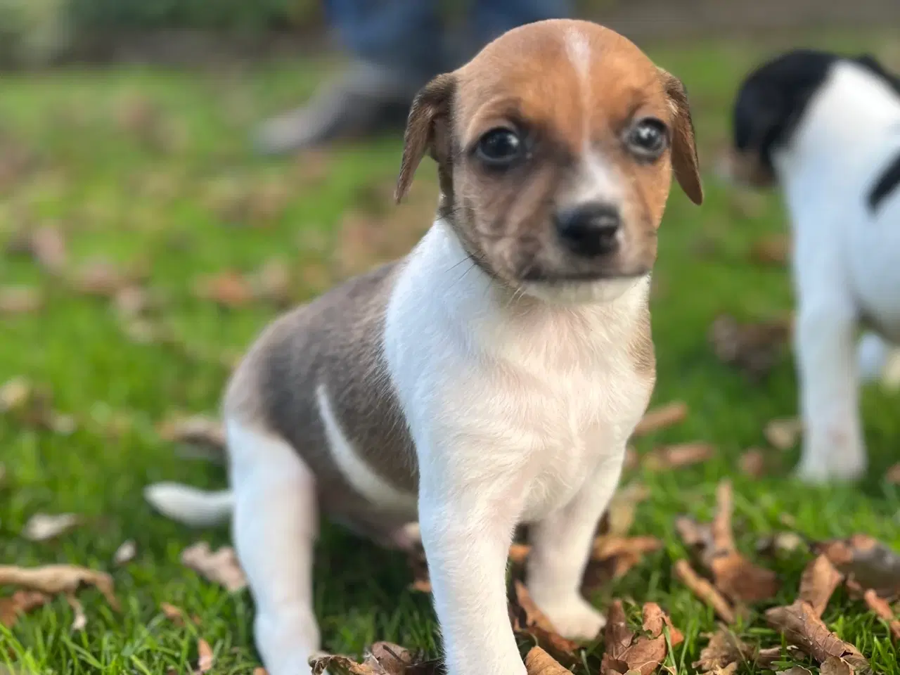 Billede 7 - Dansksvensk Gårdhund hvalpe